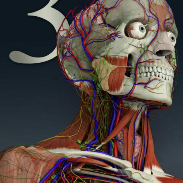 Essential anatomy. Компьютерная анатомия. Жуткая анатомия мультиков.
